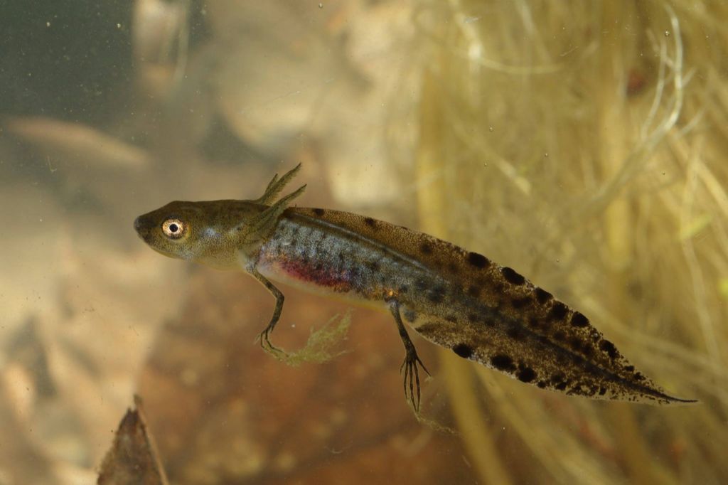 Tritone alpestre,crestato e punteggiato in primo piano